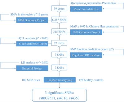 Novel Functional eQTL-SNPs Associated With Susceptibility to Mycoplasma pneumoniae Pneumonia in Children